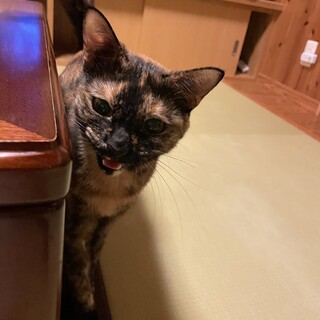 バステト神なサビ猫様