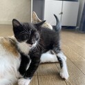 子猫2匹(2023.3.28産まれ)