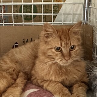 野良猫を保護しました。