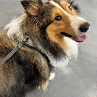 里親を募集しています