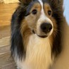 里親を募集しています サムネイル2