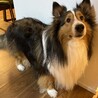 里親を募集しています サムネイル3
