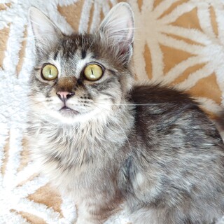 【募集一時停止】つきまといゴロゴロ猫サンドバル君