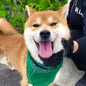 お散歩だいすき！豆柴の松丸くん