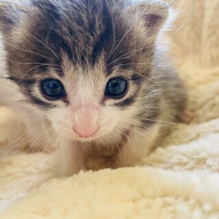 トライアル中、ミルク飲み♂サグ