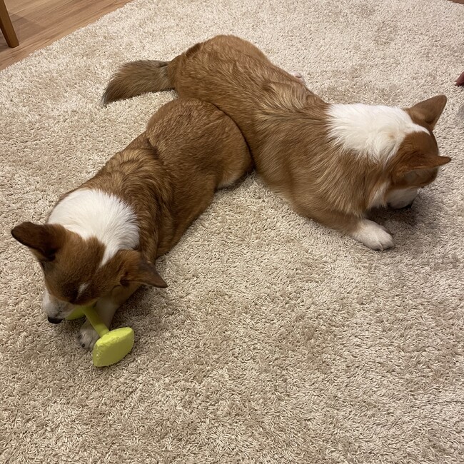 ちゃーの母のカバー写真