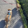 ちゃーの母