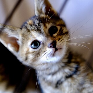 あわもち♡家族ができました