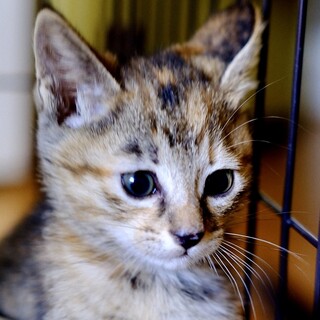 ちごもち♡家族ができました