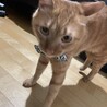 ターバー