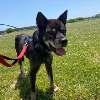 めちゃくちゃ賢い信長