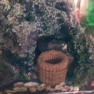 ミシシッピニオイガメ 1匹から3匹