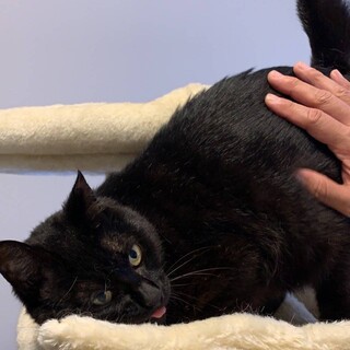 ブンブー・ゴロスリ甘えん坊な女の子