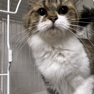 ★長足マンチカンの女の子★血統書付き★