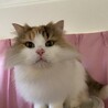 ラガマフィン サムネイル2