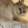 ラガマフィン サムネイル2