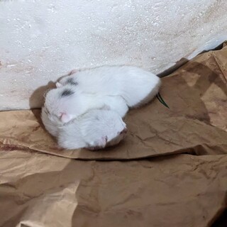 生後10日の赤ちゃん猫です！