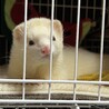 2匹一緒に家族に迎えてくれる方でお願いします サムネイル2