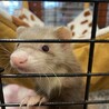 2匹一緒に家族に迎えてくれる方でお願いします サムネイル3