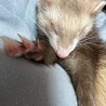 2匹一緒に家族に迎えてくれる方でお願いします サムネイル5