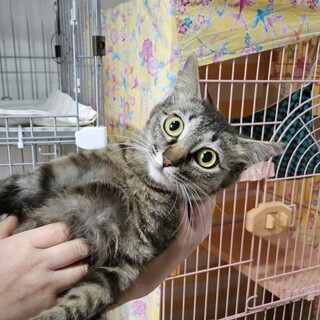 【動画】まん丸な目が可愛い♡生後半年の女の子