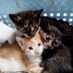 in春日井市☆GW保護猫たちの譲渡会2023年5月6日（土）～ 非営利団体「ちーむ にゃいんず」