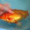 引き取り限定、鉄魚、ヒレナガ、ギンブナ、本うなぎ サムネイル2