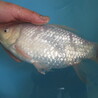 引き取り限定、鉄魚、ヒレナガ、ギンブナ、本うなぎ サムネイル3