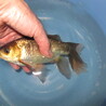 引き取り限定、鉄魚、ヒレナガ、ギンブナ、本うなぎ サムネイル5