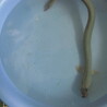 引き取り限定、鉄魚、ヒレナガ、ギンブナ、本うなぎ サムネイル6