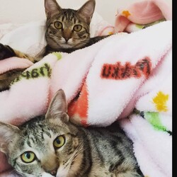 in瀬戸市☆GW保護猫たちの譲渡会2023年5月6日（土）～ 非営利団体「ちーむ にゃいんず」