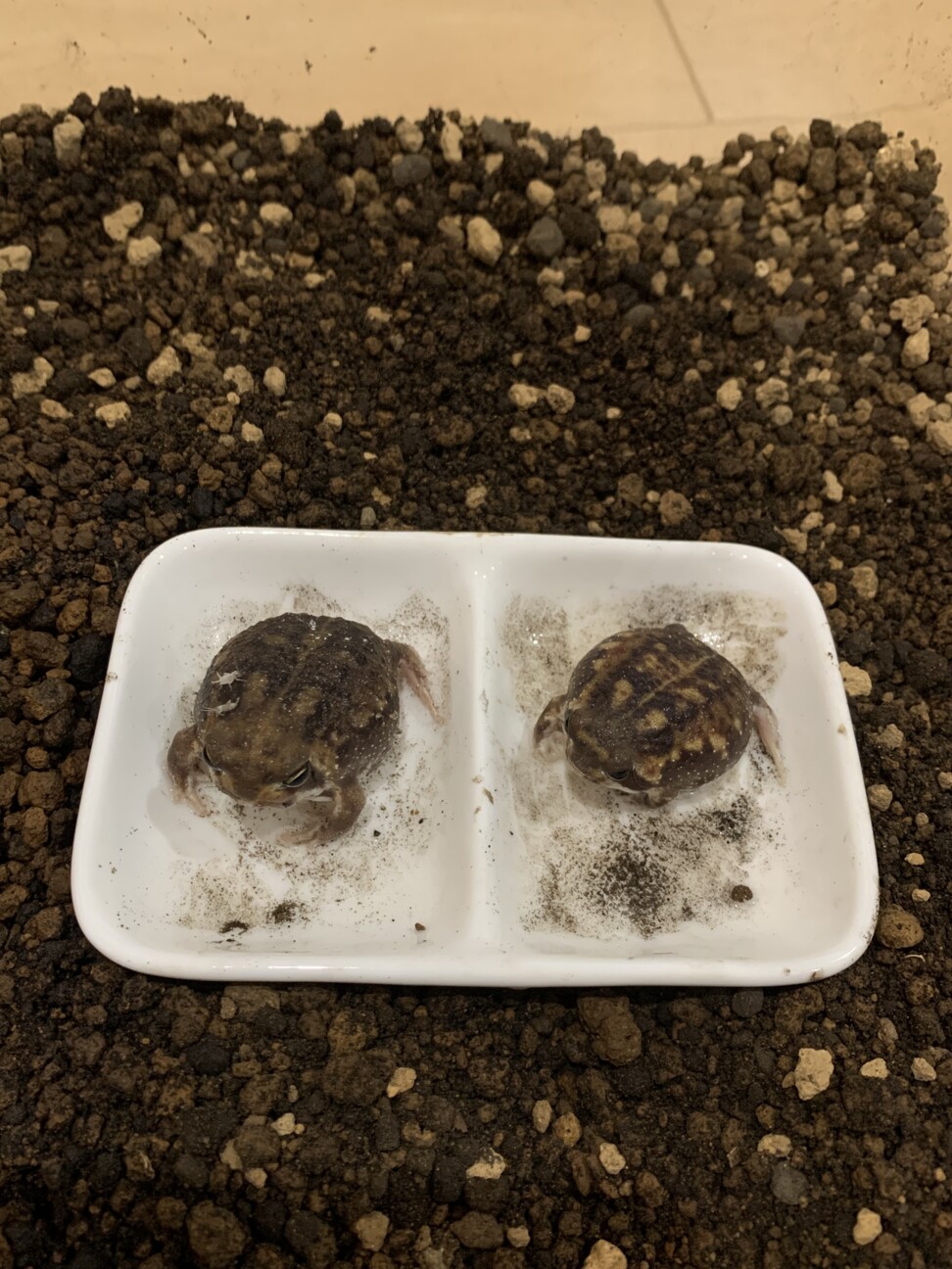 アメフクラガエル2匹」東京都 - 爬虫類・他の里親募集(454349) 2枚目の 