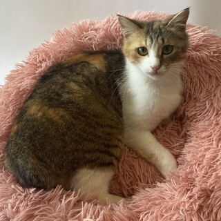 【お見合い随時】甘えん坊パステルママと子猫3月生