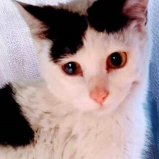 正面からはハチワレです！うづきくん(=^・^=)