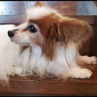 クッキリ眉の模様がチャームポイントの「徹」君