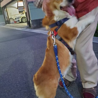 コ－ギ－の福★雄６歳★岐阜～募集