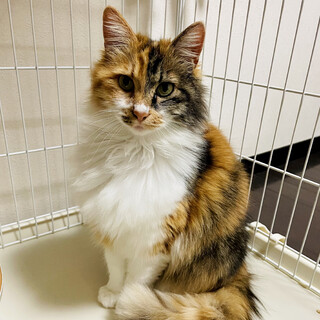 【12/3芝浦】もふもふゴージャスな長毛三毛さん