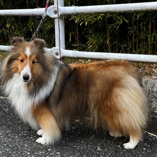 シェルティ女の子里親募集