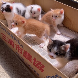 里親決まりました。