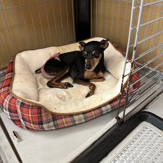 里親様、決定しました