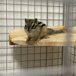 里親募集 シマリス