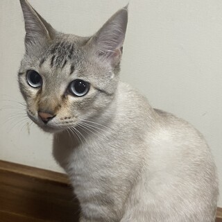 レオ君　1歳白猫