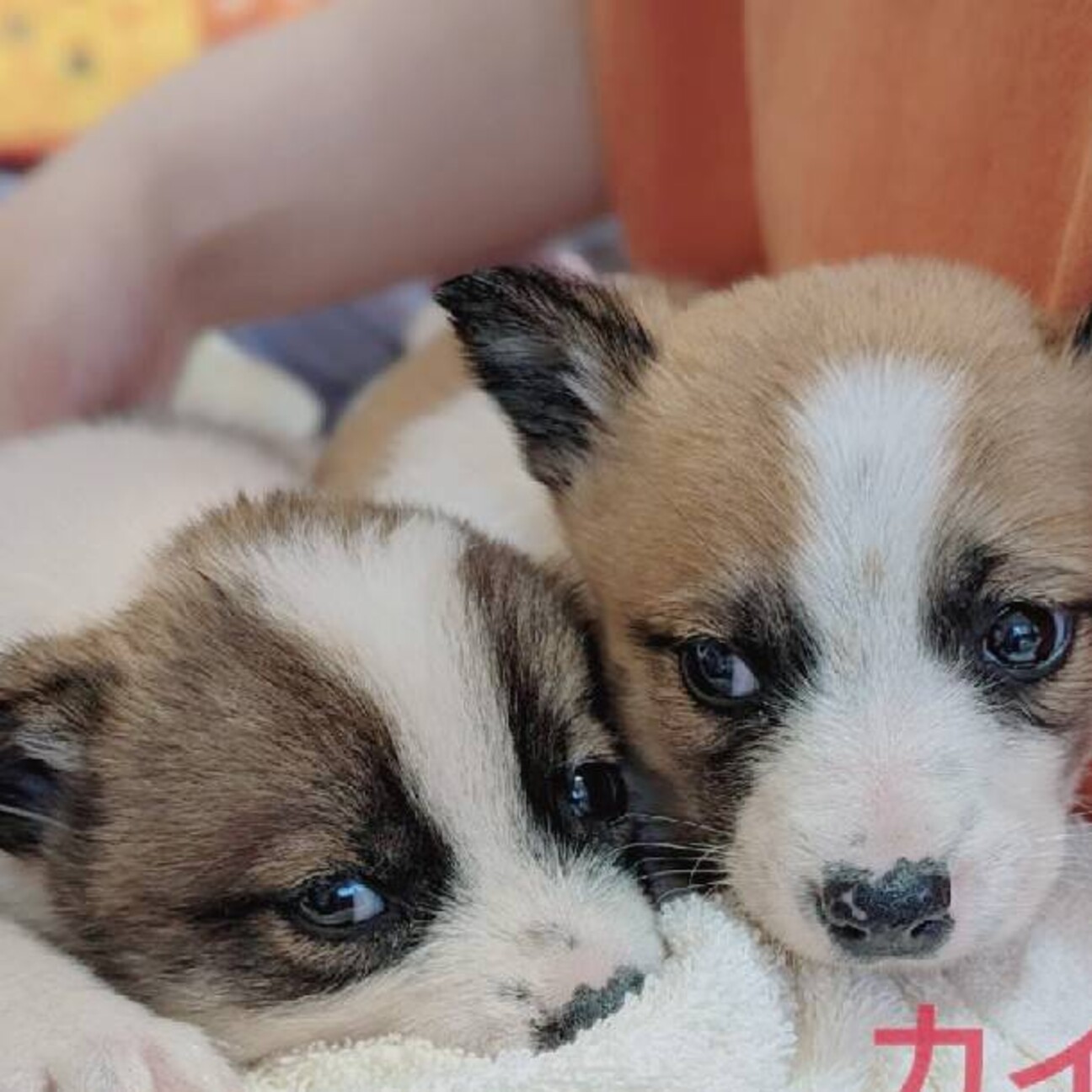「可愛い仔犬2カ月です」大阪府 - 犬の里親募集(454379) :: ペットのおうち【里親決定25万頭!】