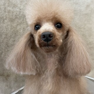 他犬舎の女の子の里親様募集