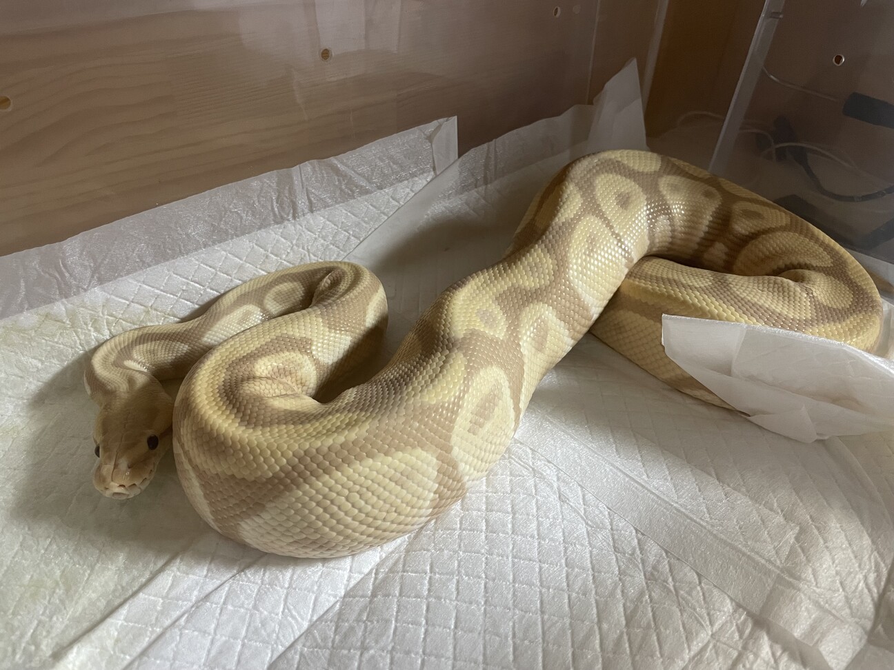 ボールパイソン キャンデ...」佐賀県 - 爬虫類・他の里親募集(454385 