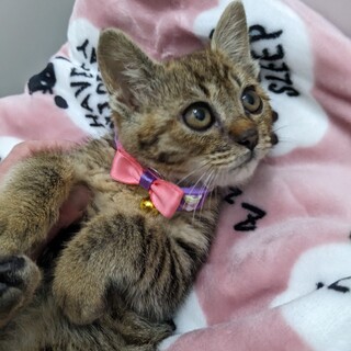 キュートなキジトラちゃん