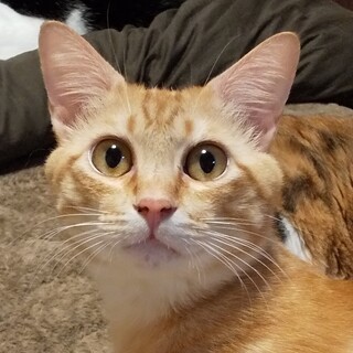 ノネコNo.417 甘えん坊に大変身の琥太朗くん