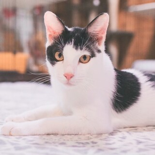 【とっても陽気でフレンドリー】白黒ブチのポルトくん