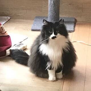 ベルちゃん　もふもふ　背中トントン大好き