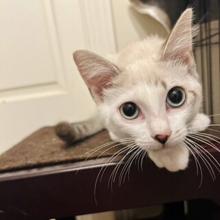 【シャムミックス系ブルーアイ】美猫のホワイちゃん
